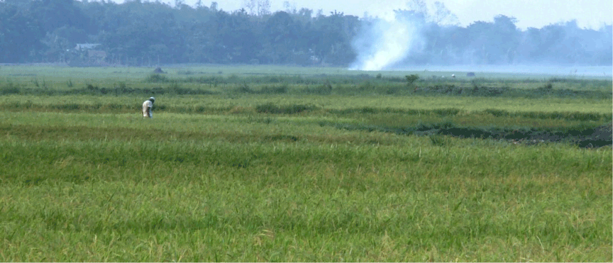 Screen grab from What the Fields Remember (Subasri Krishnan, 2015)
